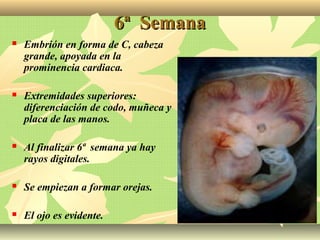6ª Semana6ª Semana
 Embrión en forma de C, cabeza
grande, apoyada en la
prominencia cardiaca.
 Extremidades superiores:
diferenciación de codo, muñeca y
placa de las manos.
 Al finalizar 6ª semana ya hay
rayos digitales.
 Se empiezan a formar orejas.
 El ojo es evidente.
 