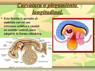 Curvatura o plegamientoCurvatura o plegamiento
longitudinal.longitudinal.
 Esta flexión le permite al
embrión curvar sus
extremos cefálico y caudal
en sentido ventral, para
adquirir la forma cilíndrica.
 