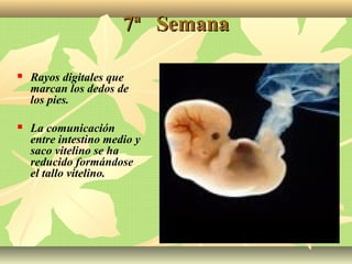 7ª Semana7ª Semana
 Rayos digitales que
marcan los dedos de
los pies.
 La comunicación
entre intestino medio y
saco vitelino se ha
reducido formándose
el tallo vitelino.
 