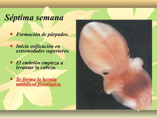  Formación de párpados.
 Inicia osificación en
extremidades superiores.
 El embrión empieza a
levantar la cabeza.
 Se forma la hernia
umbilical fisiológica.
Séptima semana
 