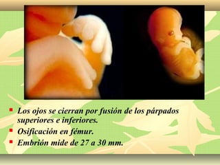  Los ojos se cierran por fusión de los párpados
superiores e inferiores.
 Osificación en fémur.
 Embrión mide de 27 a 30 mm.
 