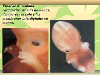 Final de 8ª semana
características más humanas,
desaparece la cola y las
membranas interdigitales en
manos.
 