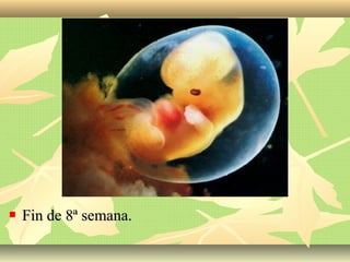  Fin de 8ª semana.Fin de 8ª semana.
 