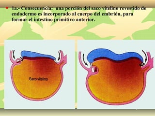  1a.- Consecuencia: una porción del saco vitelino revestido de
endodermo es incorporado al cuerpo del embrión, para
formar el intestino primitivo anterior.
 