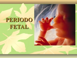 PERIODOPERIODO
FETALFETAL
 