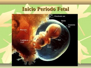Inicio Periodo FetalInicio Periodo Fetal
 