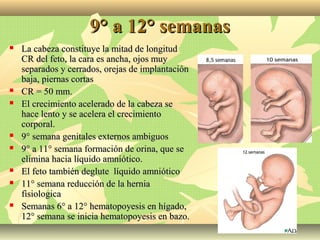9° a 12° semanas9° a 12° semanas
 La cabeza constituye la mitad de longitudLa cabeza constituye la mitad de longitud
CR del feto, la cara es ancha, ojos muyCR del feto, la cara es ancha, ojos muy
separados y cerrados, orejas de implantaciónseparados y cerrados, orejas de implantación
baja, piernas cortasbaja, piernas cortas
 CR = 50 mm.CR = 50 mm.
 El crecimiento acelerado de la cabeza seEl crecimiento acelerado de la cabeza se
hace lento y se acelera el crecimientohace lento y se acelera el crecimiento
corporal.corporal.
 9° semana genitales externos ambiguos9° semana genitales externos ambiguos
 9° a 11° semana formación de orina, que se9° a 11° semana formación de orina, que se
elimina hacia líquido amniótico.elimina hacia líquido amniótico.
 El feto también deglute líquido amnióticoEl feto también deglute líquido amniótico
 11° semana reducción de la hernia11° semana reducción de la hernia
fisiologicafisiologica
 Semanas 6° a 12° hematopoyesis en hígado,Semanas 6° a 12° hematopoyesis en hígado,
12° semana se inicia hematopoyesis en bazo.12° semana se inicia hematopoyesis en bazo.
 