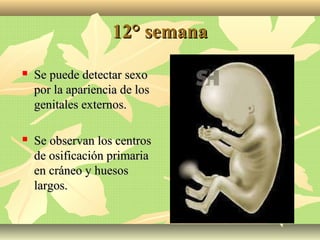 12° semana12° semana
 Se puede detectar sexoSe puede detectar sexo
por la apariencia de lospor la apariencia de los
genitales externos.genitales externos.
 Se observan los centrosSe observan los centros
de osificación primariade osificación primaria
en cráneo y huesosen cráneo y huesos
largos.largos.
 