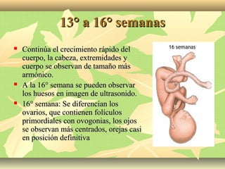 13° a 16° semanas13° a 16° semanas
 Continúa el crecimiento rápido delContinúa el crecimiento rápido del
cuerpo, la cabeza, extremidades ycuerpo, la cabeza, extremidades y
cuerpo se observan de tamaño máscuerpo se observan de tamaño más
armónico.armónico.
 A la 16° semana se pueden observarA la 16° semana se pueden observar
los huesos en imagen de ultrasonido.los huesos en imagen de ultrasonido.
 16° semana: Se diferencian los16° semana: Se diferencian los
ovarios, que contienen folículosovarios, que contienen folículos
primordiales con ovogonias, los ojosprimordiales con ovogonias, los ojos
se observan más centrados, orejas casise observan más centrados, orejas casi
en posición definitivaen posición definitiva
 
