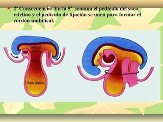  2ª Consecuencia: En la 5ª semana el pedículo del saco
vitelino y el pedículo de fijación se unen para formar el
cordón umbilical.
 