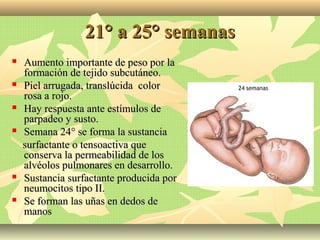 21° a 25° semanas21° a 25° semanas
 Aumento importante de peso por laAumento importante de peso por la
formación de tejido subcutáneo.formación de tejido subcutáneo.
 Piel arrugada, translúcida colorPiel arrugada, translúcida color
rosa a rojo.rosa a rojo.
 Hay respuesta ante estímulos deHay respuesta ante estímulos de
parpadeo y susto.parpadeo y susto.
 Semana 24° se forma la sustanciaSemana 24° se forma la sustancia
surfactante o tensoactiva quesurfactante o tensoactiva que
conserva la permeabilidad de losconserva la permeabilidad de los
alvéolos pulmonares en desarrollo.alvéolos pulmonares en desarrollo.
 Sustancia surfactante producida porSustancia surfactante producida por
neumocitos tipo II.neumocitos tipo II.
 Se forman las uñas en dedos deSe forman las uñas en dedos de
manosmanos
 
