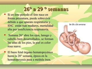 26° a 29 ° semanas26° a 29 ° semanas
 Si en éste periodo el feto nace enSi en éste periodo el feto nace en
forma prematura, puede sobrevivirforma prematura, puede sobrevivir
debido a que aparato respiratorio ydebido a que aparato respiratorio y
SNC están más maduros, mortalidadSNC están más maduros, mortalidad
alta por insuficiencia respiratoria.alta por insuficiencia respiratoria.
 Semana 26° abre los ojos, lanugo ySemana 26° abre los ojos, lanugo y
cabello bien desarrollados, se formancabello bien desarrollados, se forman
las uñas de los pies, la piel es colorlas uñas de los pies, la piel es color
rosa suave.rosa suave.
 El bazo fetal órgano hematopoyéticoEl bazo fetal órgano hematopoyético
hasta la 28° semana, época en lahasta la 28° semana, época en la
hematopoyesis pasa a médula ósea.hematopoyesis pasa a médula ósea.
 