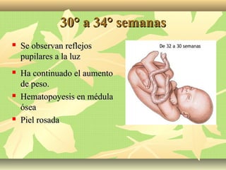30° a 34° semanas30° a 34° semanas
 Se observan reflejosSe observan reflejos
pupilares a la luzpupilares a la luz
 Ha continuado el aumentoHa continuado el aumento
de peso.de peso.
 Hematopoyesis en médulaHematopoyesis en médula
óseaósea
 Piel rosadaPiel rosada
 