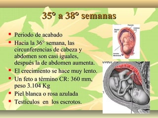 35° a 38° semanas35° a 38° semanas
 Periodo de acabadoPeriodo de acabado
 Hacia la 36° semana, lasHacia la 36° semana, las
circunferencias de cabeza ycircunferencias de cabeza y
abdomen son casi iguales,abdomen son casi iguales,
después la de abdomen aumenta.después la de abdomen aumenta.
 El crecimiento se hace muy lento.El crecimiento se hace muy lento.
 Un feto a término CR: 360 mm,Un feto a término CR: 360 mm,
peso 3.104 Kgpeso 3.104 Kg
 Piel blanca o rosa azuladaPiel blanca o rosa azulada
 Testículos en los escrotos.Testículos en los escrotos.
 
