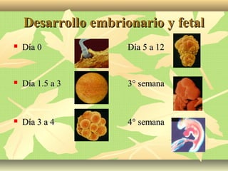 Desarrollo embrionario y fetalDesarrollo embrionario y fetal
 Día 0Día 0 Día 5 a 12Día 5 a 12
 Día 1.5 a 3Día 1.5 a 3 3° semana3° semana
 Día 3 a 4Día 3 a 4 4° semana4° semana
 