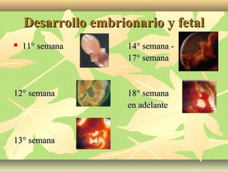 Desarrollo embrionario y fetalDesarrollo embrionario y fetal
 11° semana11° semana 14° semana -14° semana -
17° semana17° semana
12° semana12° semana 18° semana18° semana
en adelanteen adelante
13° semana13° semana
 