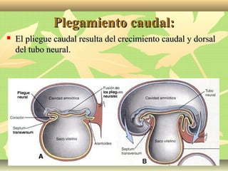 Plegamiento caudal:Plegamiento caudal:
 El pliegue caudal resulta del crecimiento caudal y dorsalEl pliegue caudal resulta del crecimiento caudal y dorsal
del tubo neural.del tubo neural.
 