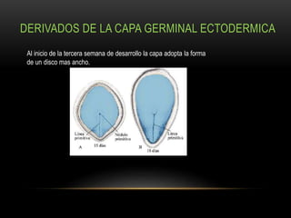 Periodo embrionario | PPTX