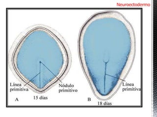 Neuroectodermo Periodo embrionario-etapa somítica-organogénesis. Dr. Igor Pardo Zapata ...