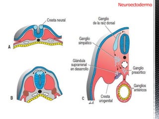 Neuroectodermo Periodo embrionario-etapa somítica-organogénesis. Dr. Igor Pardo Zapata ...