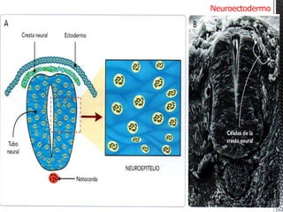 Neuroectodermo Periodo embrionario-etapa somítica-organogénesis. Dr. Igor Pardo Zapata ...