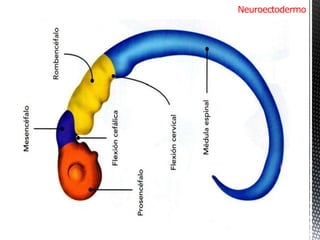 Neuroectodermo Periodo embrionario-etapa somítica-organogénesis. Dr. Igor Pardo Zapata ...