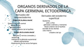 Neuroectodermo periodo embrionario organogenesis.pptx10 | PPTX