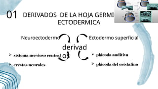 Neuroectodermo periodo embrionario organogenesis.pptx10 | PPTX