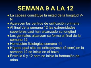 Periodo fetal | PDF