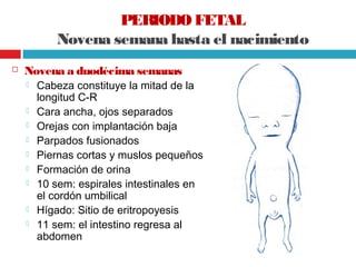 Periodo fetal | PPT