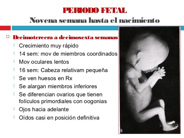 Periodo fetal