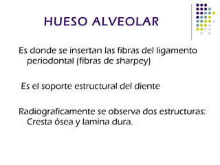 HUESO ALVEOLAR Es donde se insertan las fibras del ligamento periodontal (fibras de sharpey) Es el soporte estructural del diente Radiograficamente se observa dos estructuras: Cresta ósea y lamina dura. 
