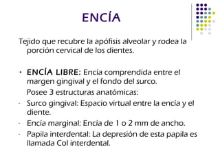 ENCÍA Tejido que recubre la apófisis alveolar y rodea la porción cervical de los dientes. ENCÍA LIBRE:  Encía comprendida entre el margen gingival y el fondo del surco. Posee 3 estructuras anatómicas: Surco gingival: Espacio virtual entre la encía y el diente. Encía marginal: Encía de 1 o 2 mm de ancho. Papila interdental: La depresión de esta papila es llamada Col interdental. 