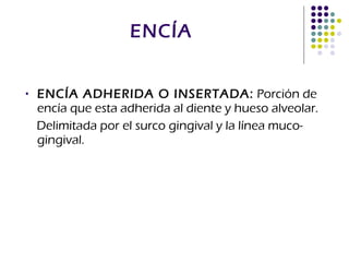 ENCÍA ENCÍA ADHERIDA O INSERTADA:  Porción de encía que esta adherida al diente y hueso alveolar.  Delimitada por el surco gingival y la línea muco-gingival. 