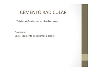 CEMENTO	
  RADICULAR	
  	
  
•  Tejido	
  calciﬁcado	
  que	
  recubre	
  las	
  raíces.	
  
	
  	
  	
  
	
  	
  
	
  Funciones:	
  
	
  Une	
  el	
  ligamento	
  periodontal	
  al	
  diente	
  	
  
 
