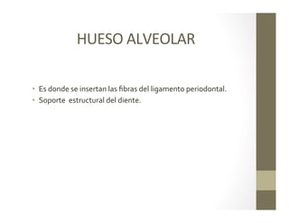 HUESO	
  ALVEOLAR	
  
•  Es	
  donde	
  se	
  insertan	
  las	
  ﬁbras	
  del	
  ligamento	
  periodontal.	
  
•  Soporte	
  	
  estructural	
  del	
  diente.	
  
 