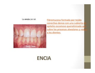 ENCIA	
  
La encía (en lat. 	
   Fibromucosa	
  formada	
  por	
  tejido	
  
conec<vo	
  denso	
  con	
  una	
  cubierta	
  de	
  
epitelio	
  escamoso	
  quera<nizado	
  que	
  
cubre	
  los	
  procesos	
  alveolares	
  y	
  rodea	
  
a	
  los	
  dientes.	
  
 