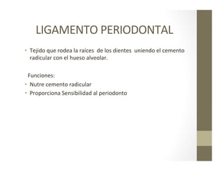 LIGAMENTO	
  PERIODONTAL	
  
•  Tejido	
  que	
  rodea	
  la	
  raíces	
  	
  de	
  los	
  dientes	
  	
  uniendo	
  el	
  cemento	
  	
  
radicular	
  con	
  el	
  hueso	
  alveolar.	
  
	
  	
  	
  Funciones:	
  
•  Nutre	
  cemento	
  radicular	
  	
  
•  Proporciona	
  Sensibilidad	
  al	
  periodonto	
  
 