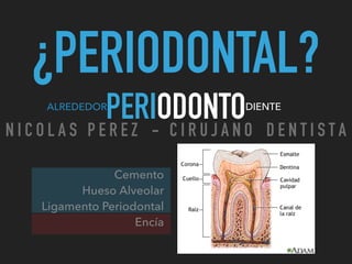 ¿PERIODONTAL?
PERIODONTOALREDEDOR DIENTE
Cemento
Hueso Alveolar
Ligamento Periodontal
Encía
N I C O L A S P E R E Z - C I R U J A N O D E N T I S T A
 