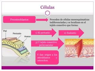 Células
Preosteoblastos Proceden de células mesenquimaticas
indiferenciadas y se localizan en el
tejido conectivo que forma:
1) El periostio 2) Endostio
3) Y tejido conectivo
perisvascular
Y dan origen a los
osteoblastos y
osteocitos.
 