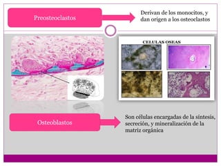 Preosteoclastos
Derivan de los monocitos, y
dan origen a los osteoclastos
Osteoblastos
Son células encargadas de la síntesis,
secreción, y mineralización de la
matriz orgánica
 