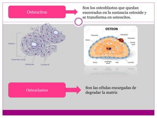 Osteocitos
Son los osteoblastos que quedan
encerrados en la sustancia osteoide y
se transforma en osteocitos.
Osteoclastos
Son las células encargadas de
degradar la matriz
 