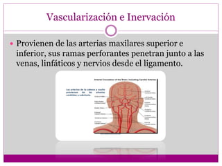 Vascularización e Inervación
 Provienen de las arterias maxilares superior e
inferior, sus ramas perforantes penetran junto a las
venas, linfáticos y nervios desde el ligamento.
 