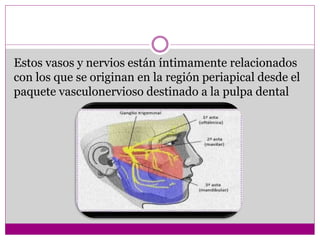 Estos vasos y nervios están íntimamente relacionados
con los que se originan en la región periapical desde el
paquete vasculonervioso destinado a la pulpa dental
 