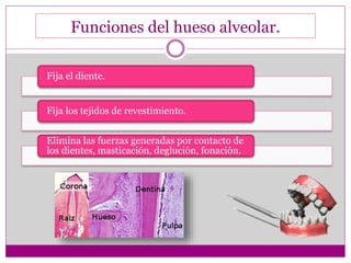 Funciones del hueso alveolar.
Fija el diente.
Fija los tejidos de revestimiento.
Elimina las fuerzas generadas por contacto de
los dientes, masticación, deglución, fonación.
 