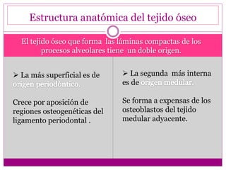 Estructura anatómica del tejido óseo
El tejido óseo que forma las láminas compactas de los
procesos alveolares tiene un doble origen.
 La más superficial es de
Crece por aposición de
regiones osteogenéticas del
ligamento periodontal .
 La segunda más interna
es de
Se forma a expensas de los
osteoblastos del tejido
medular adyacente.
 