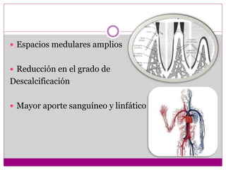  Espacios medulares amplios
 Reducción en el grado de
Descalcificación
 Mayor aporte sanguíneo y linfático
 