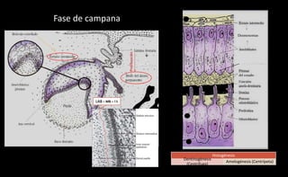 LAB = MB + FA
Se
desintegra
Proliferación
Fase de campana
Desmosomas
Proceso de Tomes
Histogénesis
Dentinogénesis
(Centrífuga)
Amelogénesis (Centrípeta)
 