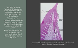 Formación de la unión dentogingival del epitelio oral y dental. La línea punteada
separa el epitelio de unión del epitelio oral.
Una vez finalizada la
formación del esmalte, se
cubre con epitelio reducido
del esmalte (REE), que se
inserta al diente por una
lámina basal y
hemidesmosomas.
Cuando el diente penetra en
la mucosa bucal, el REE se
une con el epitelio bucal y se
transforma en epitelio de
unión.
Esta trasformación procede
en sentido apical sin
interrumpir la inserción al
diente y tarde entre uno y
dos años.
 