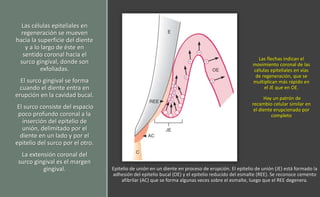 Epitelio de unión en un diente en proceso de erupción. El epitelio de unión (JE) está formado la
adhesión del epitelio bucal (OE) y el epitelio reducido del esmalte (REE). Se reconoce cemento
afibrilar (AC) que se forma algunas veces sobre el esmalte, luego que el REE degenera.
Las células epiteliales en
regeneración se mueven
hacia la superficie del diente
y a lo largo de éste en
sentido coronal hacia el
surco gingival, donde son
exfoliadas.
El surco gingival se forma
cuando el diente entra en
erupción en la cavidad bucal.
El surco consiste del espacio
poco profundo coronal a la
inserción del epitelio de
unión, delimitado por el
diente en un lado y por el
epitelio del surco por el otro.
La extensión coronal del
surco gingival es el margen
gingival.
Las flechas indican el
movimiento coronal de las
células epiteliales en vías
de regeneración, que se
multiplican más rápido en
el JE que en OE.
Hay un patrón de
recambio celular similar en
el diente erupcionado por
completo
 